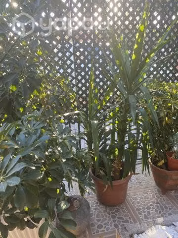 Yucca - Imagen 2