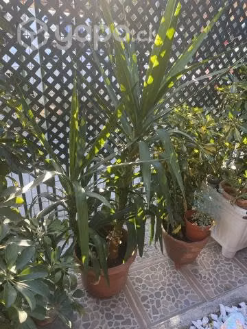 Yucca - Imagen 3