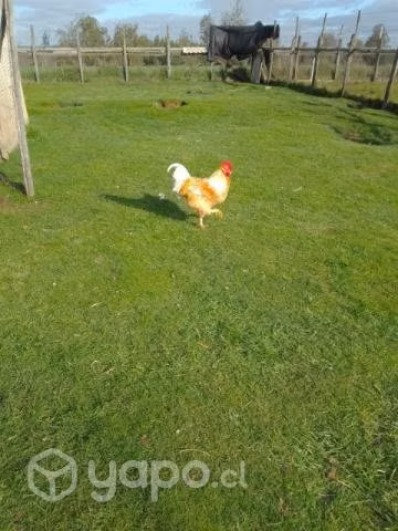 gallos