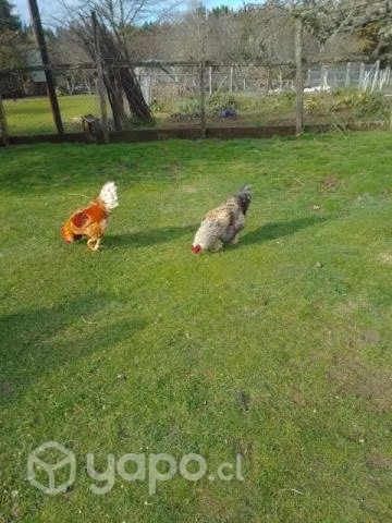 gallos