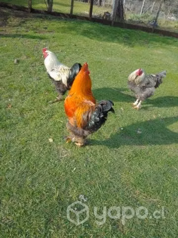 gallos