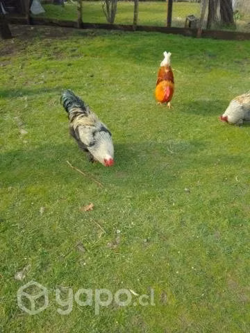 gallos
