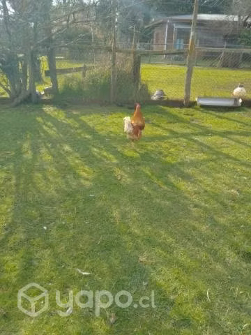 gallos