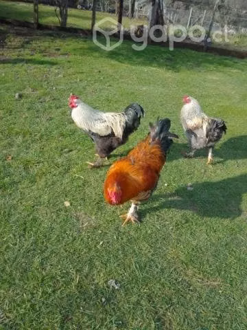 gallos