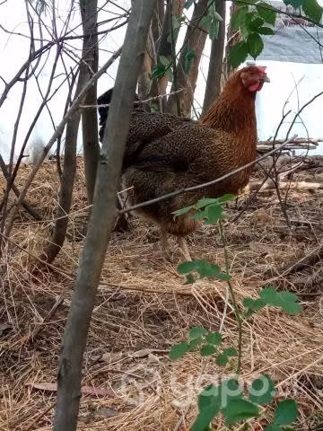 Gallo brama azul y gallinas