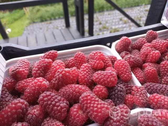 Frambuesas de temporada