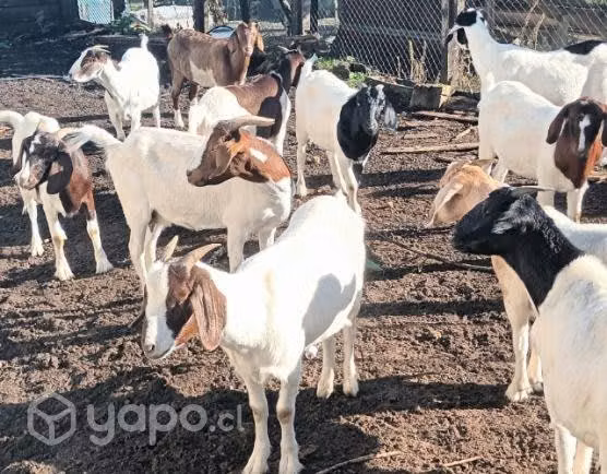 Chivas boer