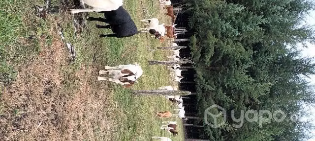 Chivas boer