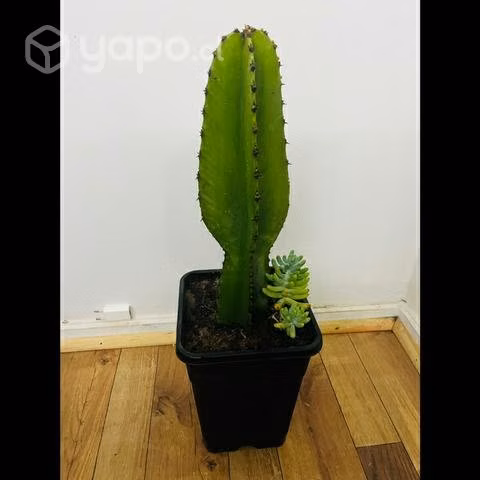 Cactus Euphorbia