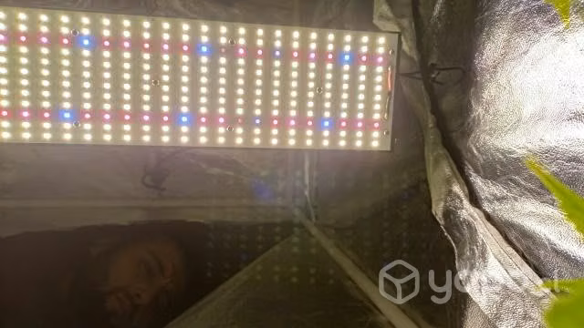 Quantum boards