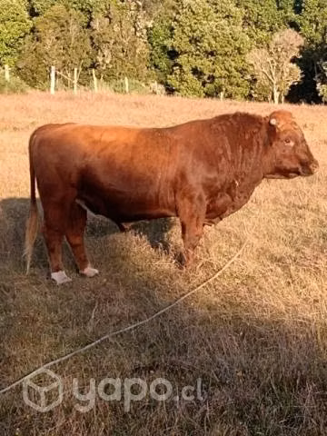 Toros - Imagen 2