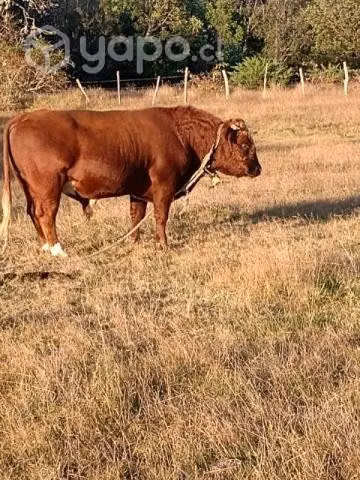 Toros - Imagen 3