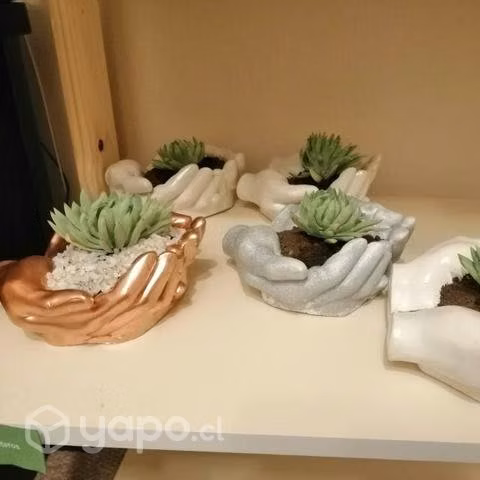 Maceteros con cactus y suculentas