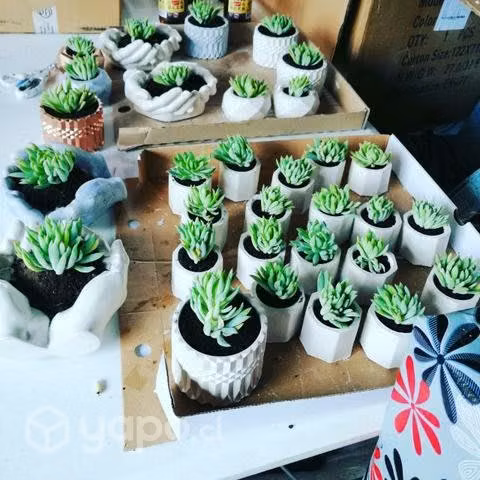 Maceteros con cactus y suculentas