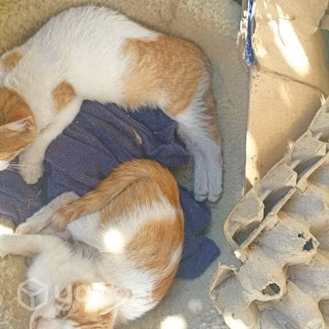 Gatas en adopcion