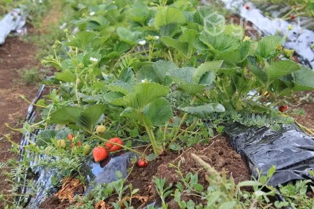 Terreno agrícola con casa grande y cómoda