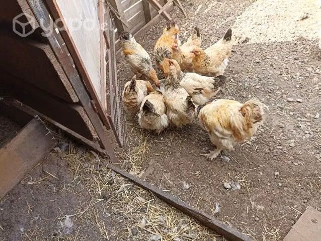 Gallos y gansos