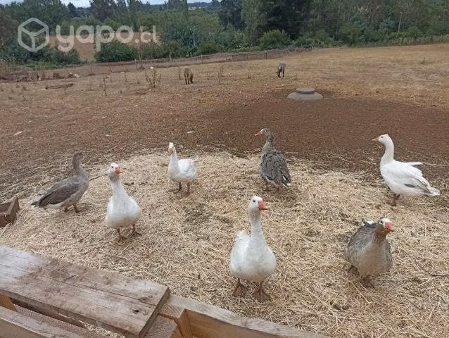 Gallos y gansos