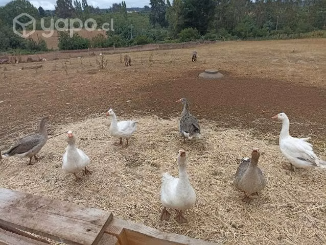 Gallos y gansos