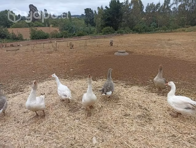 Gallos y gansos
