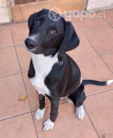 Perrita en adopción criolla