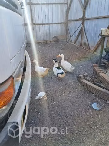 Pato ganso