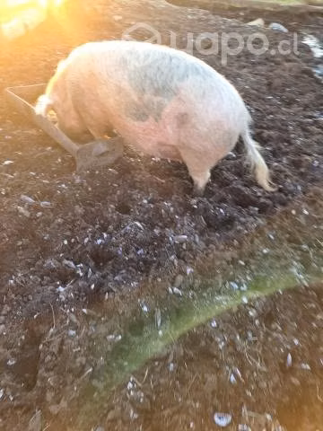 cerdo