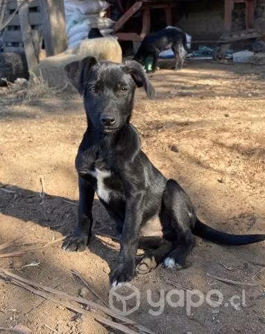 Regalo adorables perritos 3 meses