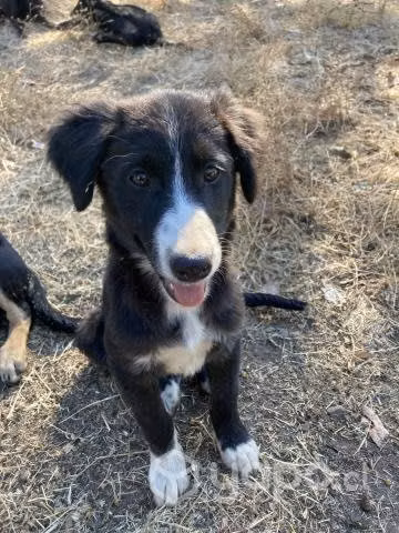 Regalo adorables perritos 3 meses