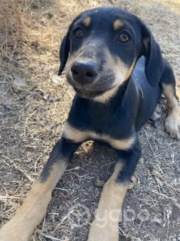 Regalo adorables perritos 3 meses
