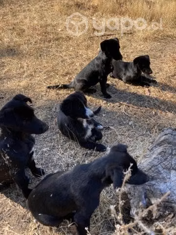 Regalo adorables perritos 3 meses