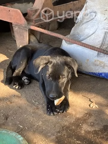 Regalo adorables perritos 3 meses