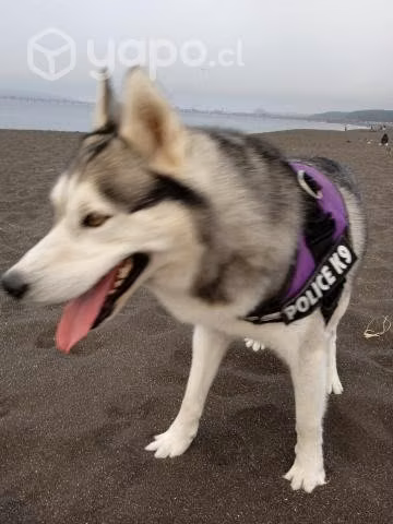 Husky