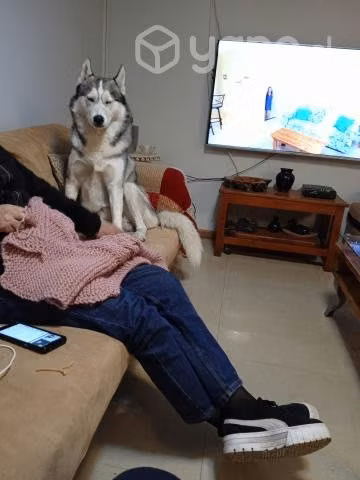 Husky