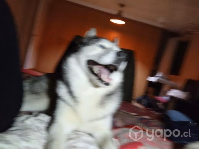 Husky
