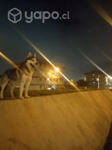 Husky