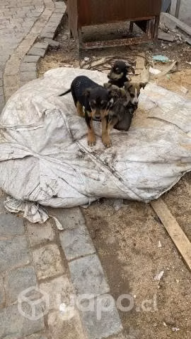Se regalan perritos - Imagen 2