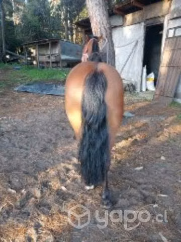 Caballito petizo - Imagen 3