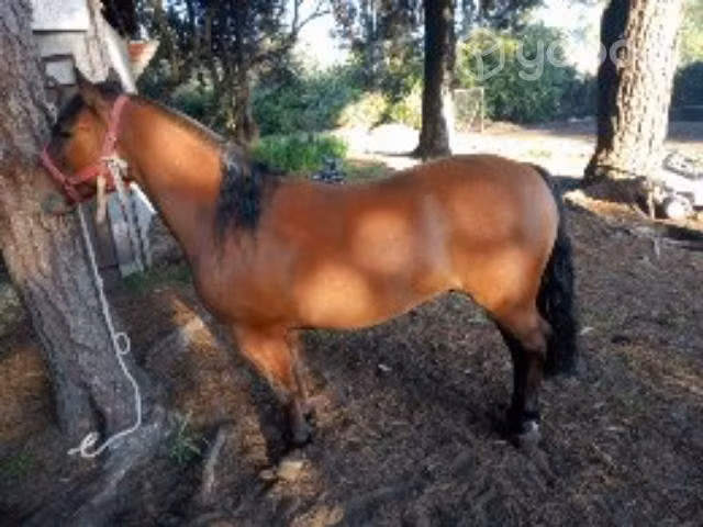 Caballito petizo - Imagen 2