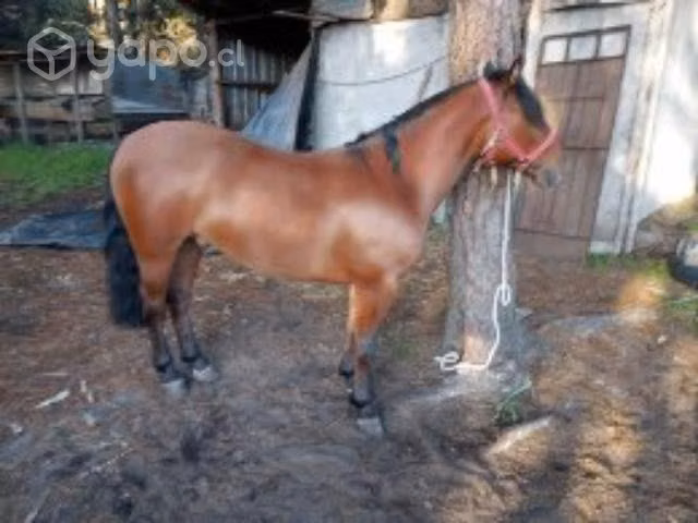 Caballito petizo - Imagen 4