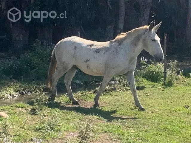 Macho grande y sano