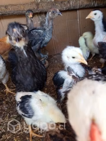 Pollos criollos - Imagen 4