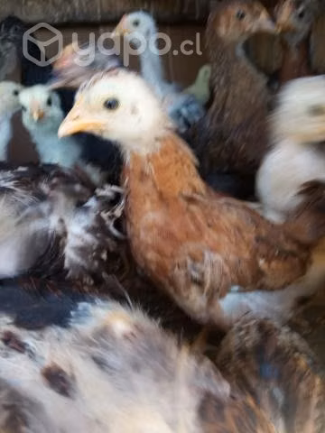 Pollos criollos - Imagen 3