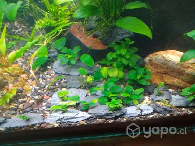 Acuario , Anubias Barteri