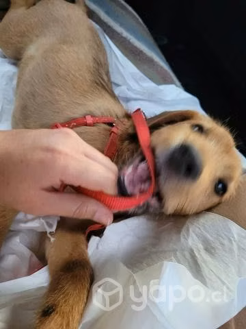 Se adopta perrito