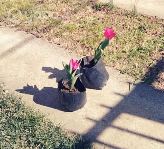 Bellos tulipanes