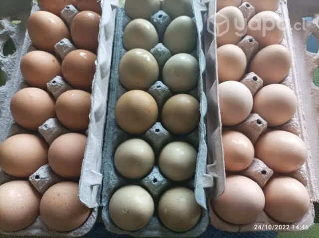 Huevos de campo