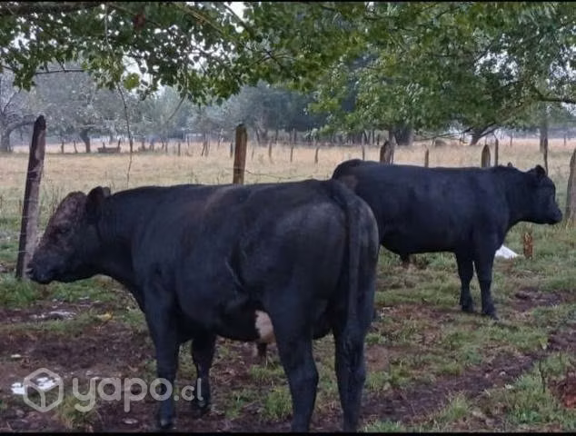 Toros angus de 18 meses - Imagen 3