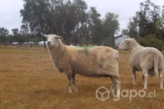 Ovejas - Imagen 3