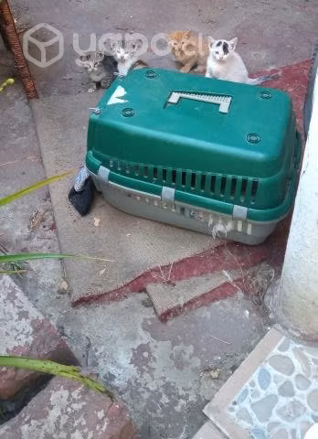 Gatitos en Adopciòn
